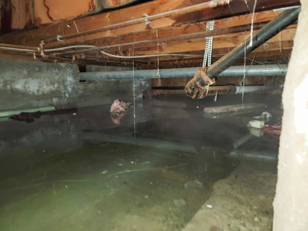 Best Carpet water damage restoration  in Live Oak, TX